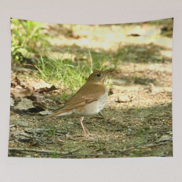 Item preview, Veery in the woods designed and sold by Enola Gay Wagner.