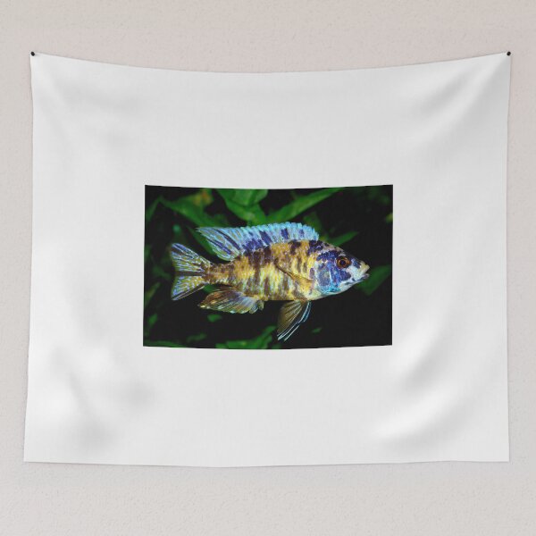 Item preview, AULONOCARA CICHLIDS designed and sold by ssduckman.
