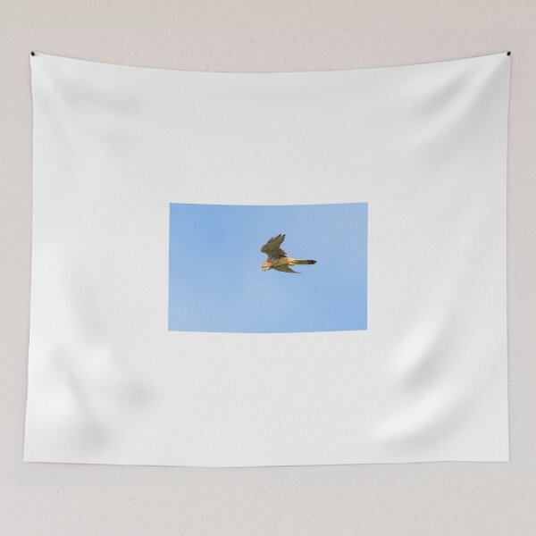 Item preview, Kestrel hovering, Duncannon, County Wexford, Ireland designed and sold by AndrewJonesFoto.
