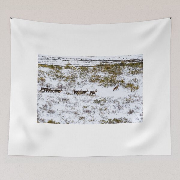Item preview, Caribou designed and sold by mcstory.