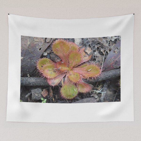 Item preview, Sundew designed and sold by Caroline Everett.