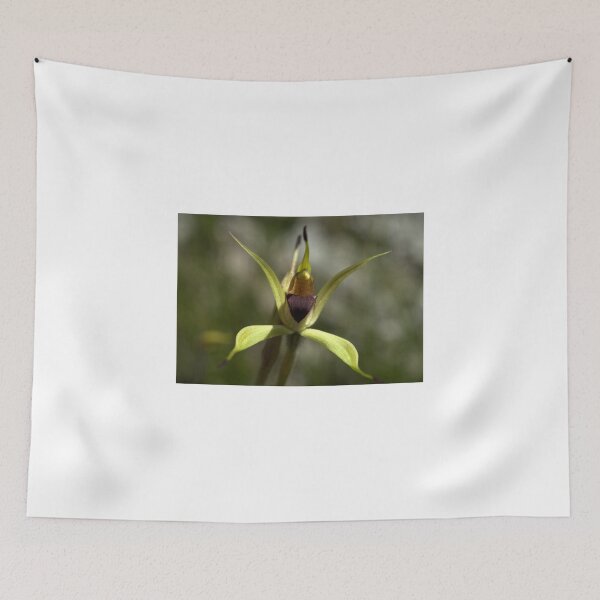Item preview, Caladenia leptochila designed and sold by Ben Loveday.