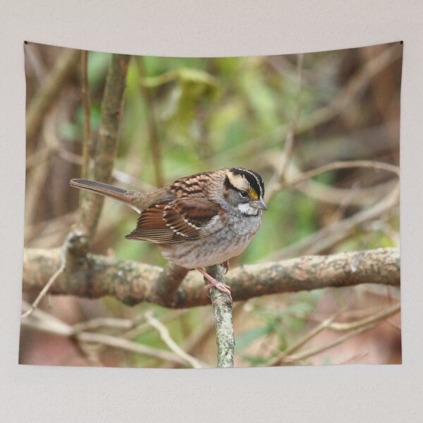 Item preview, White throated Sparrow designed and sold by Enola Gay Wagner.
