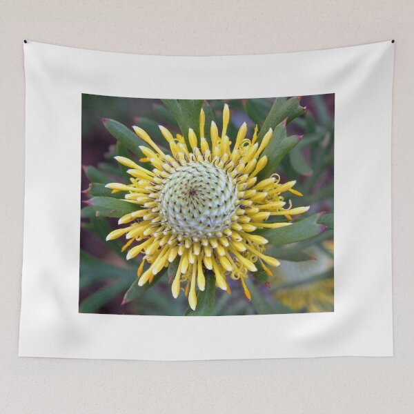 Item preview, Broad leaf Drumsticks: Isopogon anemonifolia  Australian Native designed and sold by sandysartstudio.