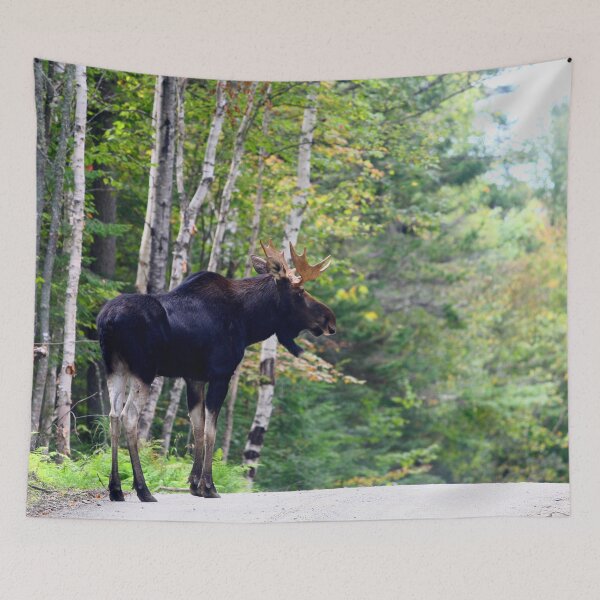 Item preview, Maine bull Moose by the birches designed and sold by Enola Gay Wagner.