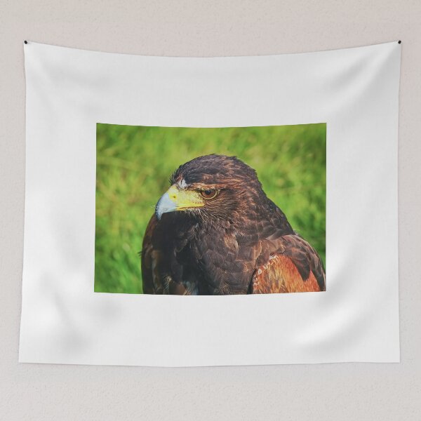 Item preview, Harris Hawk - Parabuteo-unicinctus designed and sold by Dorset Girl.