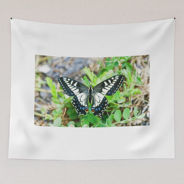 Item preview, Anise swallowtail butterfly (Papilio zelicaon) designed and sold by John Keates.