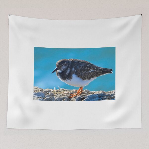 Item preview, Turnstone at the harbour, Lyme Dorset UK designed and sold by lynn carter.