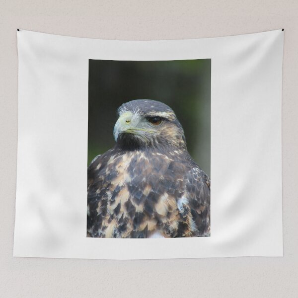 Item preview, Juvenile Black Chested Buzzard Eagle designed and sold by rhamm.