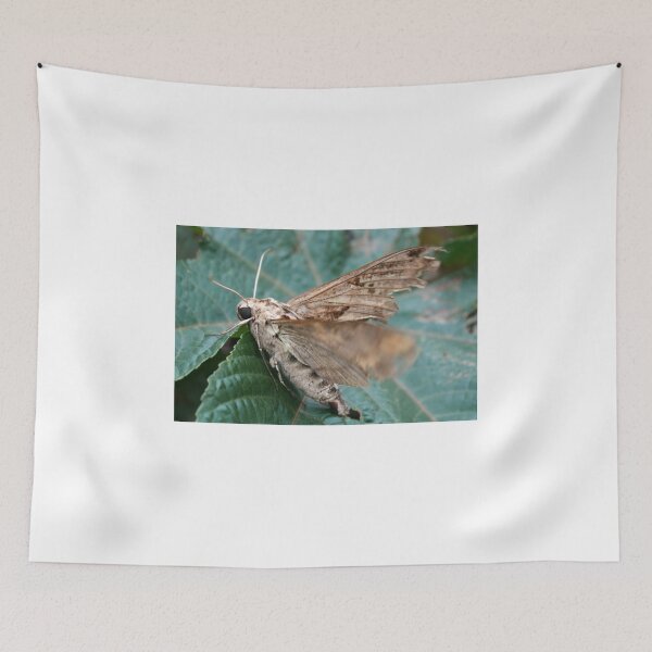 Item preview, Moth Preparing to Fly designed and sold by rhamm.