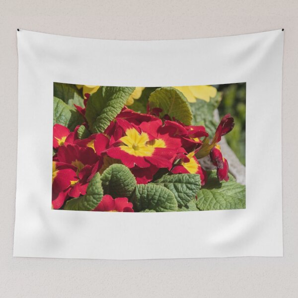 Item preview, Red flowers yellow centres polyanthus or primulas Leith Park Victoria 20150924 0404   designed and sold by Fred Mitchell.