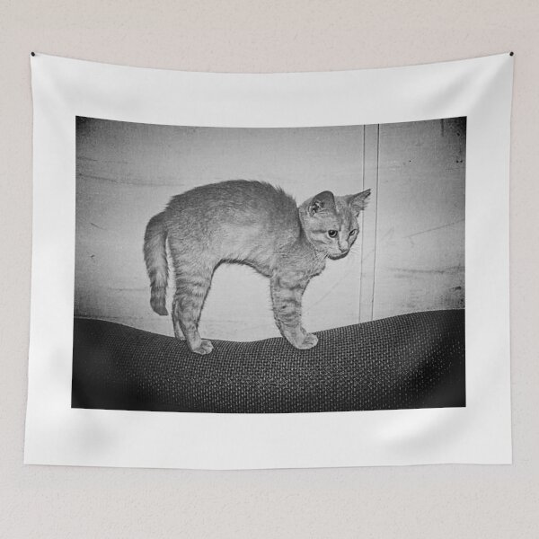 Item preview, Cute Orange Tabby Kitten with Arched Back, Black and White designed and sold by PhotosByTrish.