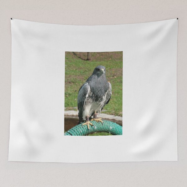 Item preview, Black Chested Buzzard Eagle on a Perch designed and sold by rhamm.