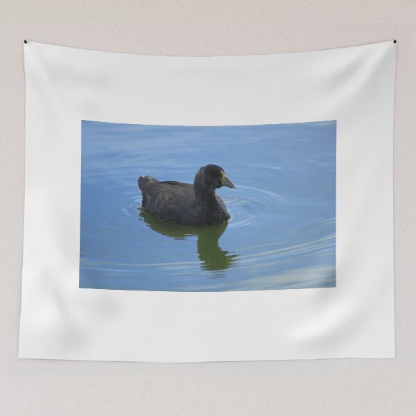 Item preview, Young American Coot designed and sold by rhamm.