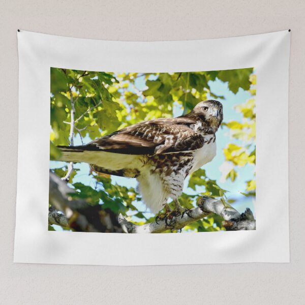 Item preview, Colorado Red Tailed Hawk designed and sold by Amy McDaniel.