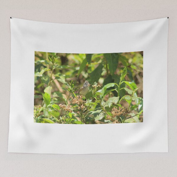 Item preview, Southern Beardless Tyrannulet designed and sold by rhamm.