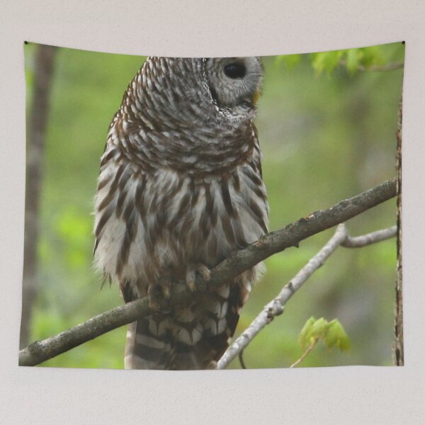 Item preview, Barred Owl Portrait designed and sold by Enola Gay Wagner.