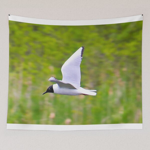 Item preview, Black headed gull designed and sold by ADM  Photography.
