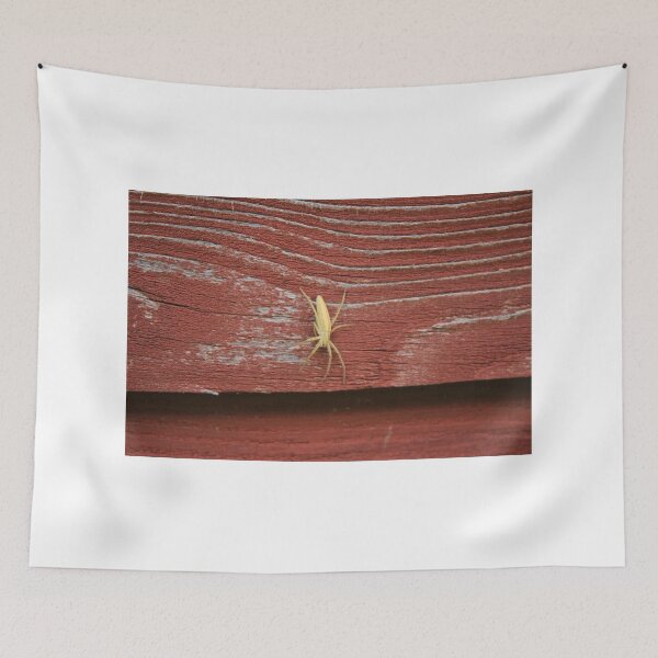 Item preview, Barn Spider designed and sold by rhamm.