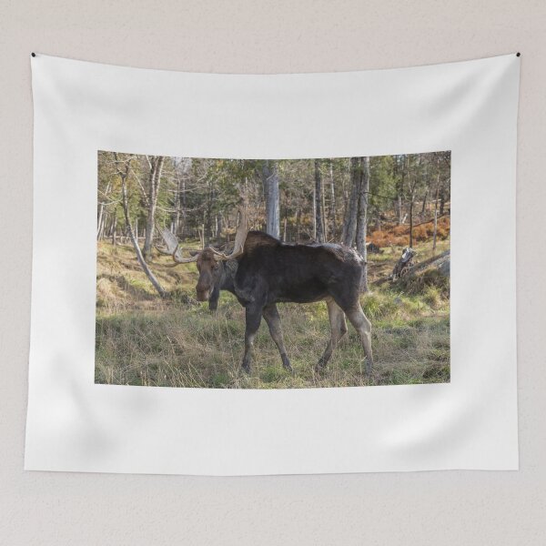 Item preview, Moose in the fall woods designed and sold by Josef Pittner.