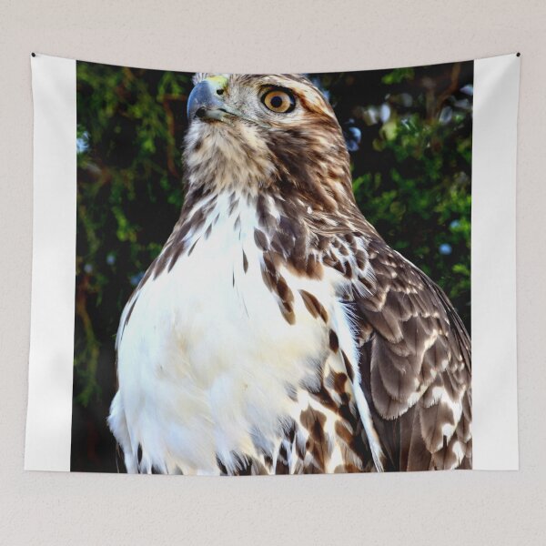 Item preview, Adult Red Tailed Hawk designed and sold by Amy McDaniel.