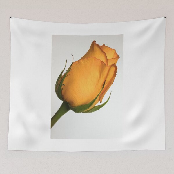 Item preview, Isolated Yellow Rose designed and sold by rhamm.