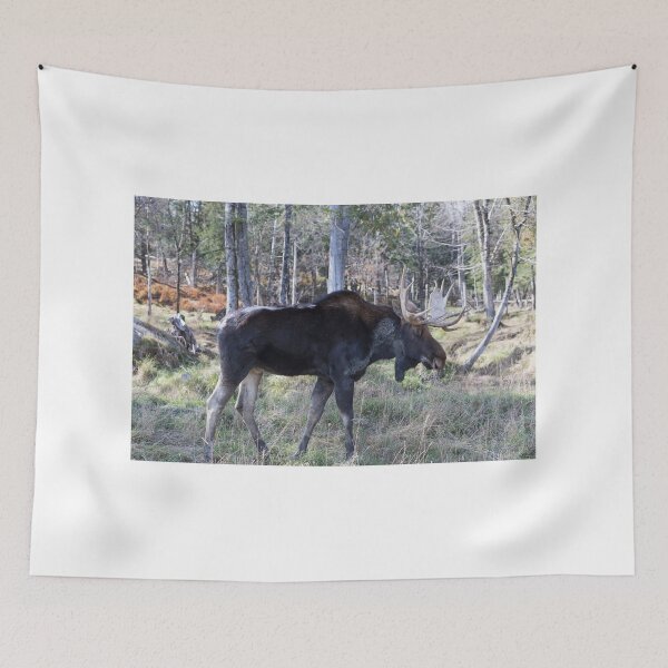 Item preview, Male moose in the woods designed and sold by Josef Pittner.