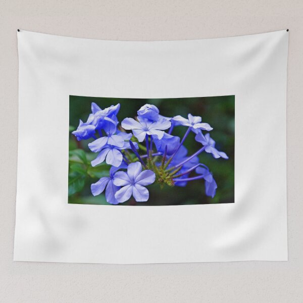Item preview, Pretty in Blue............ Plumbago Capensis designed and sold by lynn carter.