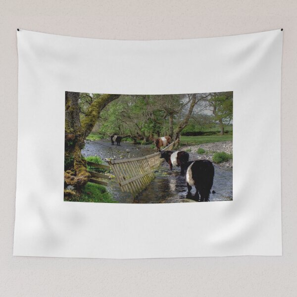 Item preview, Belted Galloways designed and sold by Lancastrian.