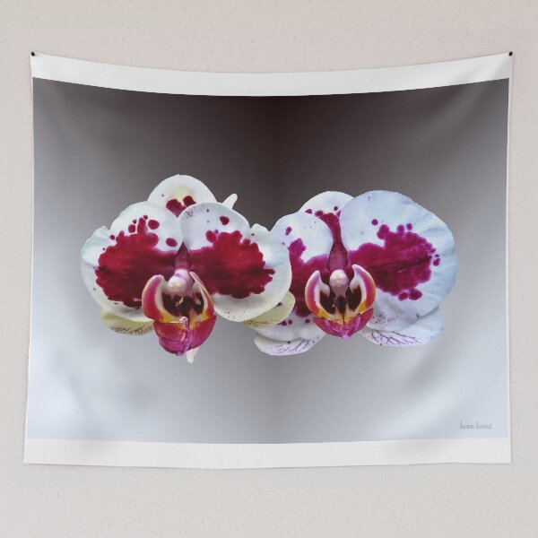 Item preview, Maroon and White Phalaenopsis Orchids Side by Side designed and sold by Susan Savad.