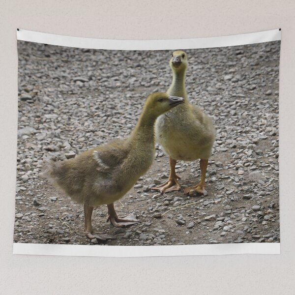 Item preview, Baby Geese (Goslings) designed and sold by ADM  Photography.