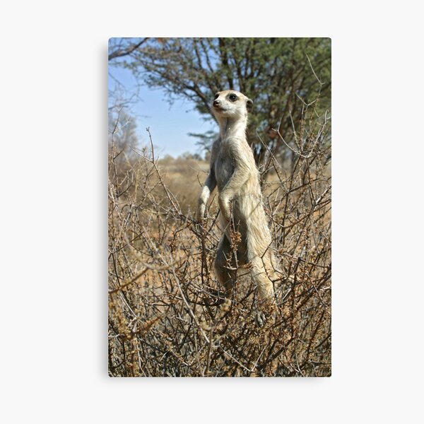 Meerkats in high places Canvas Print