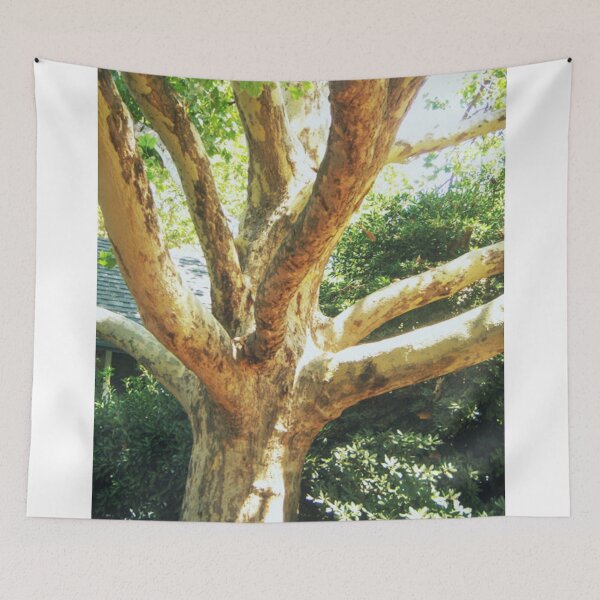 Item preview, Sycamore Tree, Rudolf Steiner College designed and sold by brusling.