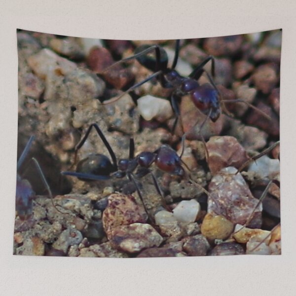 Item preview, Ants on the prowl designed and sold by Paul Chubb.