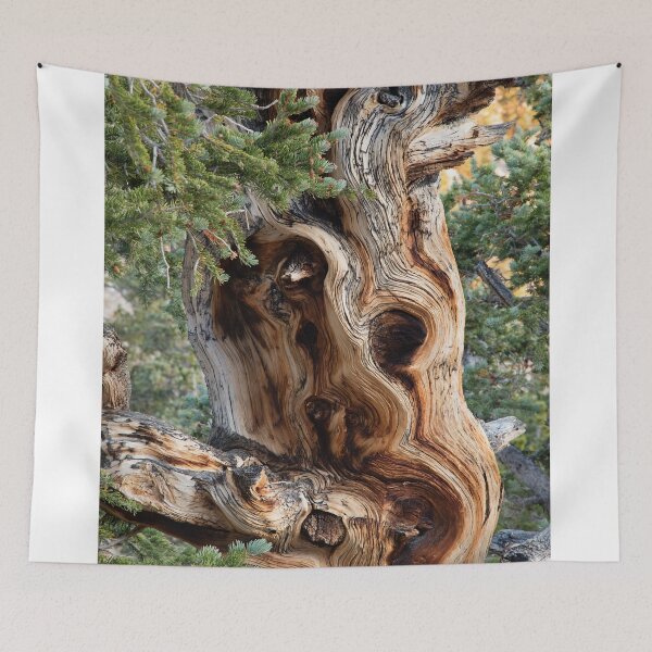 Item preview, Bristlecone Pine Tree designed and sold by WorldDesign.