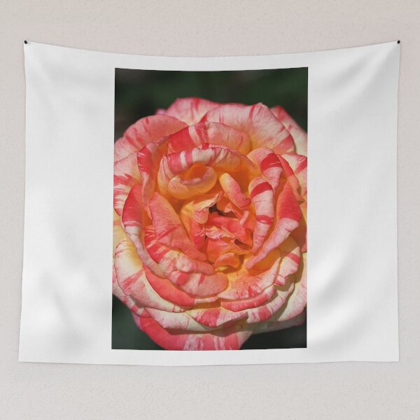 Item preview, Vibrant Two Toned Rose designed and sold by Joy Watson - Natural Light Photography .