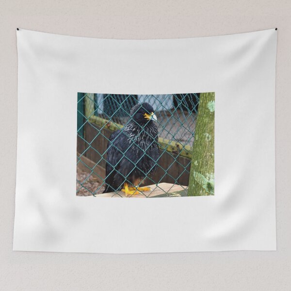 Item preview, Striated Caracara.......... designed and sold by lynn carter.
