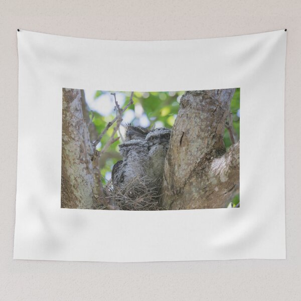 Item preview, Posing Nightjars designed and sold by byronbackyard.
