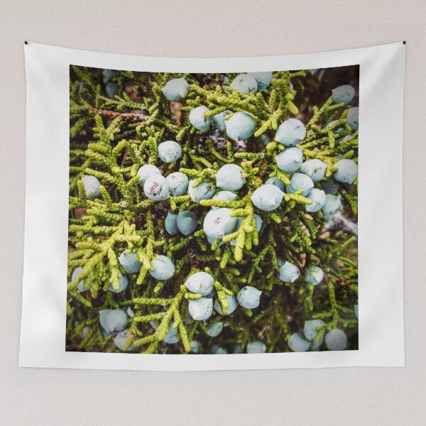 Item preview, Juniper Tree Study - Berries designed and sold by brusling.