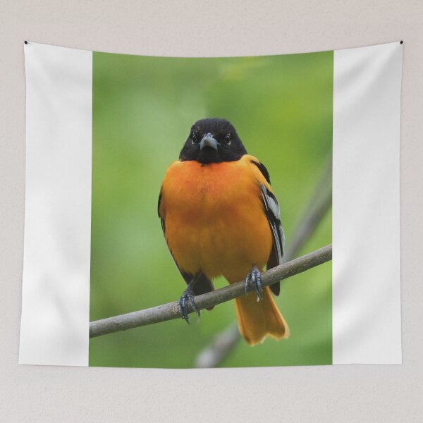 Artikelvorschau, Baltimore Oriole entworfen und verkauft von WorldDesign.
