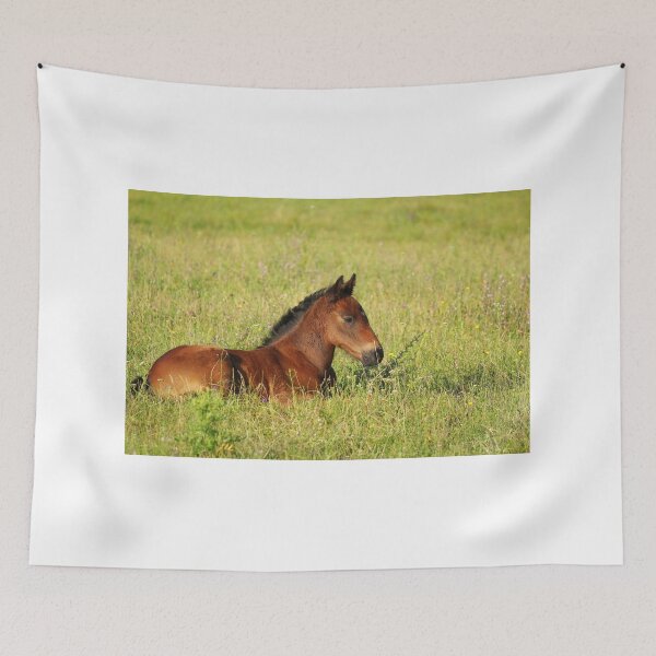 Aperçu de l'œuvre horse brown foal lying in pasture créée et vendue par goceris.