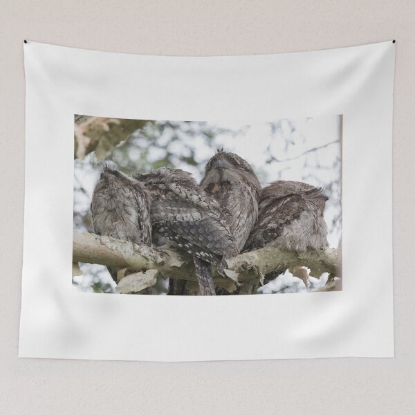 Item preview, Frogmouth Family Huddle designed and sold by byronbackyard.