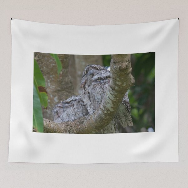 Item preview, The Frogmouth Family designed and sold by byronbackyard.