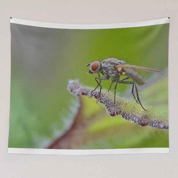 Item preview, Macro Fly designed and sold by relayer51.