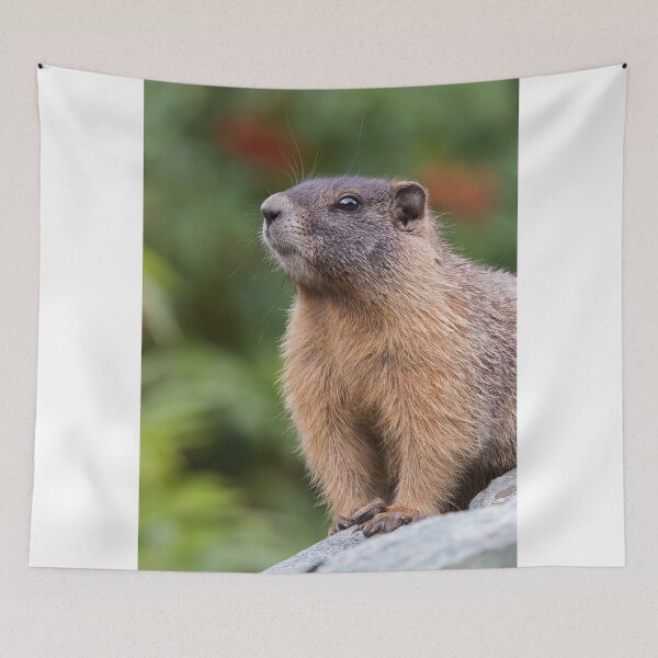 Item preview, Marmot Portrait designed and sold by WorldDesign.