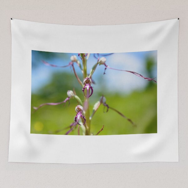 Item preview, Adriatic Lizard Orchid, Himantoglossum adriaticum, Castiglioncello del Trinoro, Tuscany designed and sold by AndrewJonesFoto.