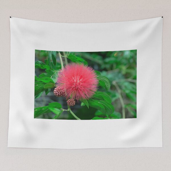 Item preview, Calliandra (Powder puff plant) designed and sold by Thaddeus Zajdowicz.