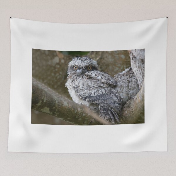 Item preview, The Curious One designed and sold by byronbackyard.