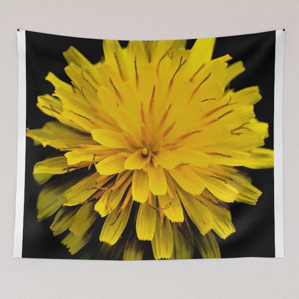 Aperçu de l'œuvre Dandelion créée et vendue par ADM Photography.