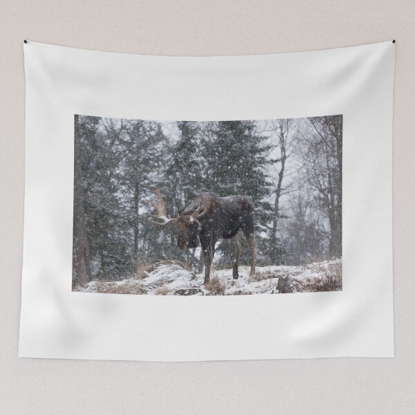 Item preview, Moose in a snow snow storm designed and sold by Josef Pittner.